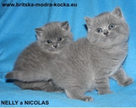 britská modrá koťata - nelly a nicolas